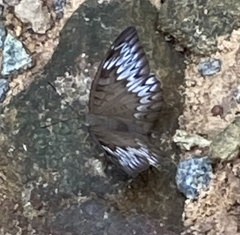 Tanaecia pelea