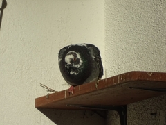 Columba livia domestica