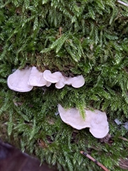 Antrodiella