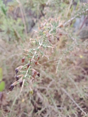 Aspalathus acuminata