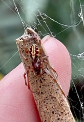 Phonognatha graeffei