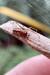 Phonognatha graeffei