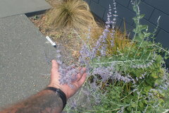 Salvia yangii