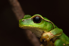 Ranoidea phyllochroa