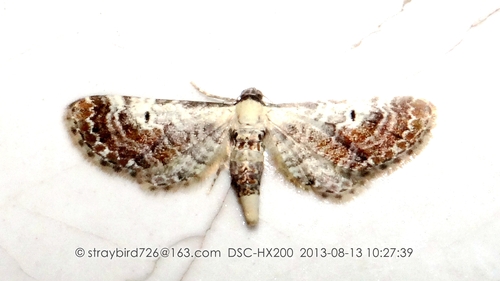 Eupithecia bohatschi