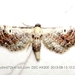 Eupithecia bohatschi - Photo (c) Nan Yang, algunos derechos reservados (CC BY-NC), subido por Nan Yang