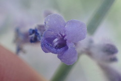 Salvia yangii