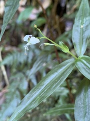 Aneilema acuminatum