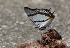 Polyura nepenthes
