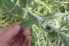 Salvia yangii