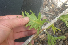 Salvia yangii