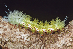 Automeris zugana