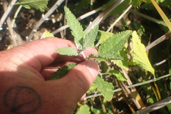 Salvia yangii