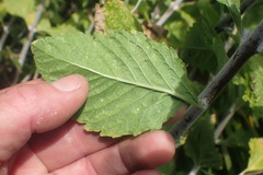 Salvia yangii