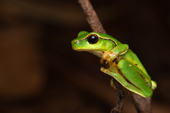 Ranoidea phyllochroa