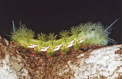 Automeris zugana