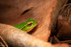 Ranoidea phyllochroa