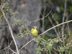 Chloris spinoides