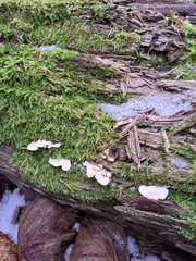 Antrodiella