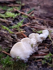 Antrodiella