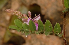 Indigofera vicioides