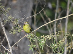 Chloris spinoides