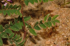 Indigofera vicioides