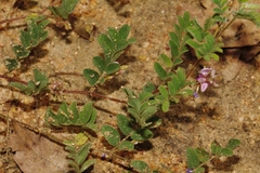 Indigofera vicioides