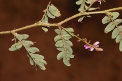 Indigofera vicioides
