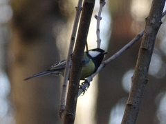 Parus major