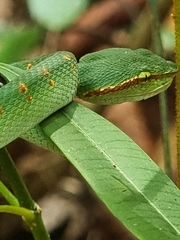Tropidolaemus wagleri
