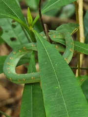 Tropidolaemus wagleri