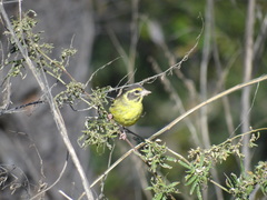 Chloris spinoides