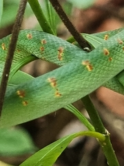 Tropidolaemus wagleri