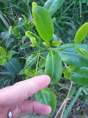 Acronychia imperforata