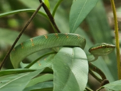 Tropidolaemus wagleri