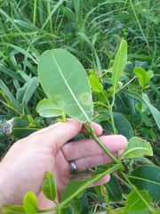 Acronychia imperforata