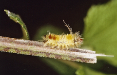 Lophocampa