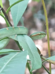 Tropidolaemus wagleri