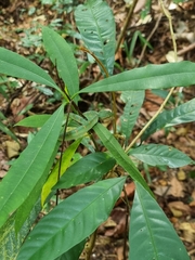 Tropidolaemus wagleri