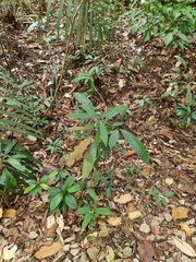 Tropidolaemus wagleri