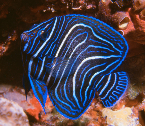 Semicircle Angelfish
