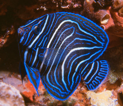 Semicircle Angelfish photo 2