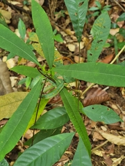 Tropidolaemus wagleri
