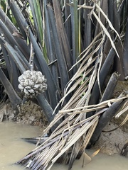 Nypa fruticans