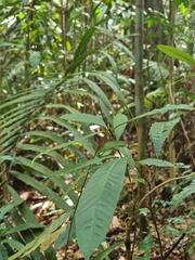 Tropidolaemus wagleri