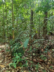 Tropidolaemus wagleri