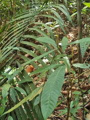 Tropidolaemus wagleri