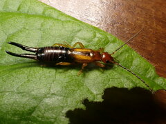 Forficula senegalensis