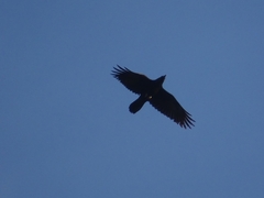 Corvus corax